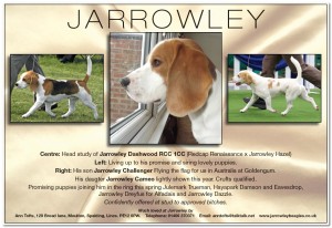 jarrowley_Advert